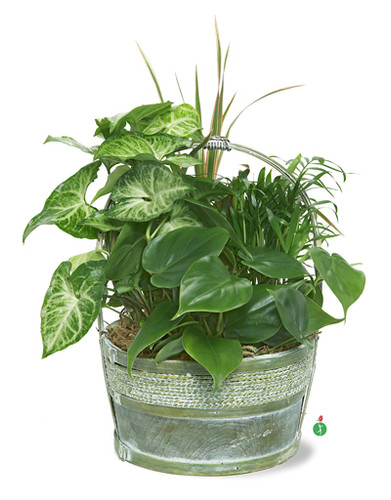 Hardy Houseplant Mix Hardy Houseplant Mix